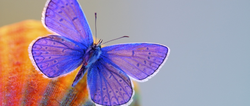 Все о бабочках в Соль-Илецке | ЗооТом портал о животных