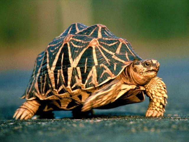 Все о черепахах в Соль-Илецке | ЗооТом портал о животных