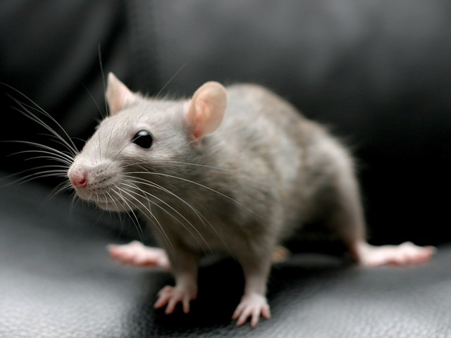Все о крысах в Соль-Илецке | ЗооТом портал о животных