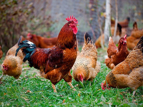 Породы куриц | ЗооТом - продажа, вязка и услуги для животных в Соль-Илецке
