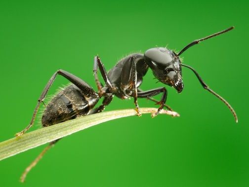 Все о муравьях в Соль-Илецке | ЗооТом портал о животных