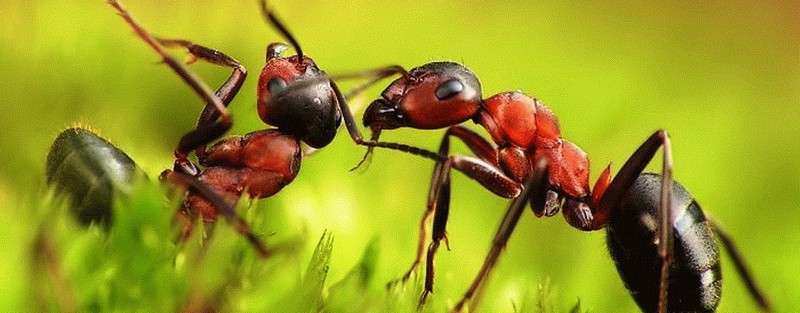 Все о муравьях в Соль-Илецке | ЗооТом портал о животных