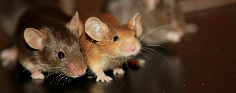 Все о мышах в Соль-Илецке | ЗооТом - продажа, вязка и услуги для животных в Соль-Илецке