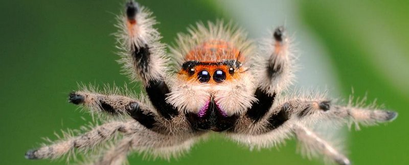 Все о пауках в Соль-Илецке | ЗооТом портал о животных