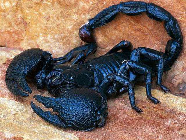 Все о скорпионах в Соль-Илецке | ЗооТом портал о животных