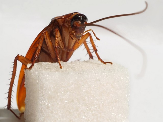 Все о тараканах в Соль-Илецке | ЗооТом портал о животных