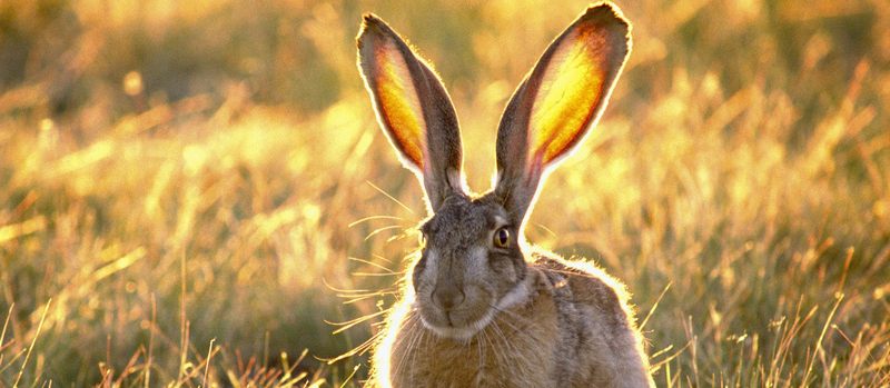 Все о зайцах | ЗооТом - продажа, вязка и услуги для животных в Соль-Илецке