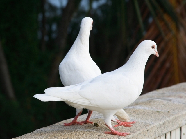 Все о голубях | ЗооТом - продажа, вязка и услуги для животных в Соль-Илецке