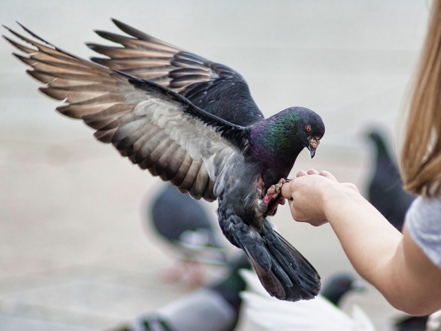 Все о голубях | ЗооТом - продажа, вязка и услуги для животных в Соль-Илецке