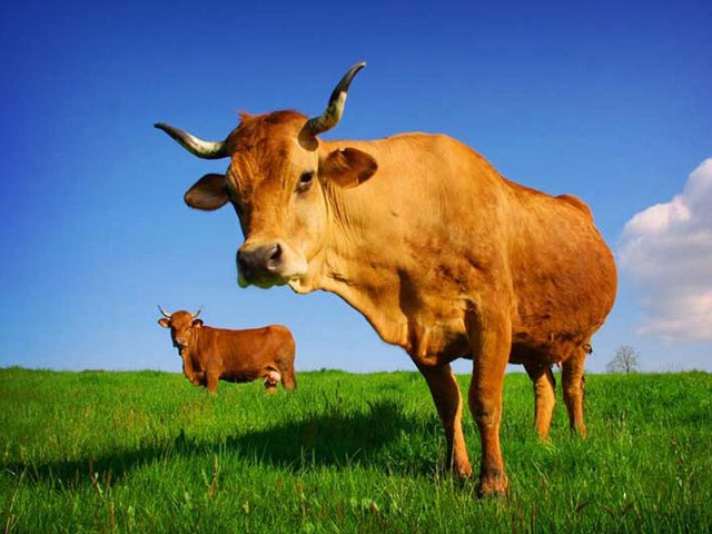 Все о коровах в Соль-Илецке | ЗооТом портал о животных