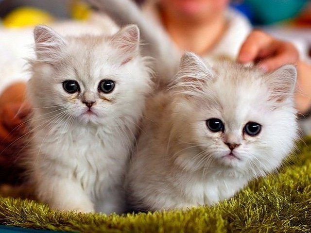 Породы кошек в Соль-Илецке | ЗооТом портал о животных