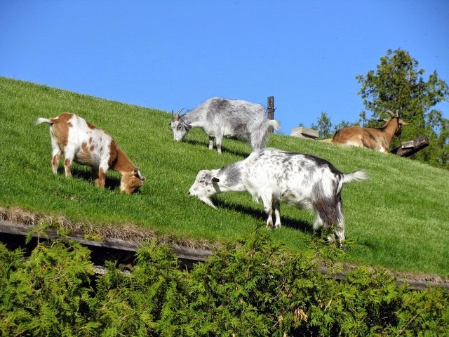 Все о козах в Соль-Илецке | ЗооТом портал о животных