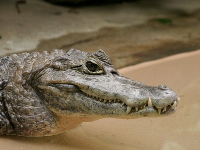 Все о крокодилах в Соль-Илецке | ЗооТом портал о животных
