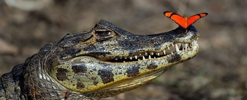 Все о крокодилах в Соль-Илецке | ЗооТом портал о животных