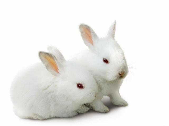 Все о кроликах в Соль-Илецке | ЗооТом портал о животных