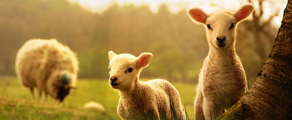 Объявления о сельскохозяйственных животных | ЗооТом - продажа, вязка и услуги для животных в Соль-Илецке