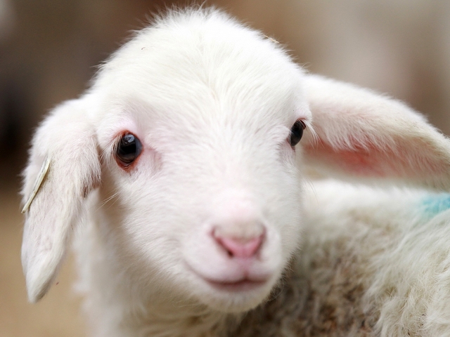 Овцы и бараны в Соль-Илецке | ЗооТом портал о животных