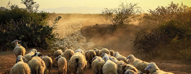 Все об овцах в Соль-Илецке | ЗооТом портал о животных