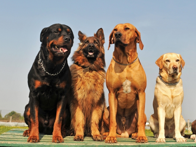 Крупные породы собак в Соль-Илецке | ЗооТом портал о животных