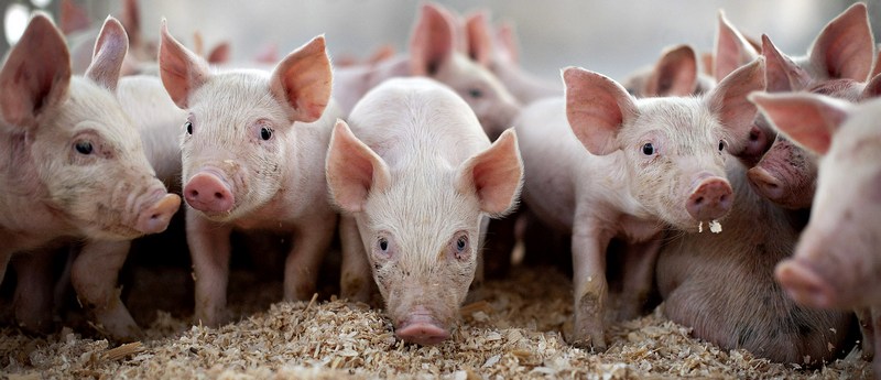 Все о свиньях в Соль-Илецке | ЗооТом портал о животных