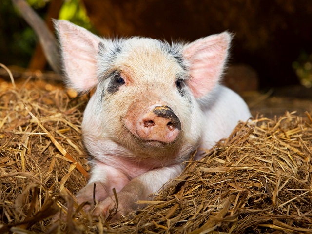 Все о свиньях в Соль-Илецке | ЗооТом портал о животных