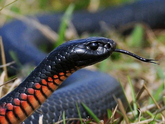 Все о змеях в Соль-Илецке | ЗооТом портал о животных